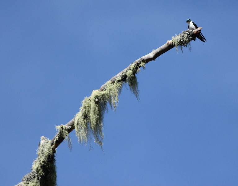 Tachycineta