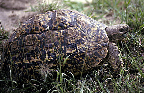 AfricanTortoise_nodate