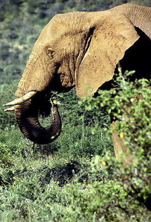 Loxodonta africana