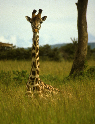 Giraffidae