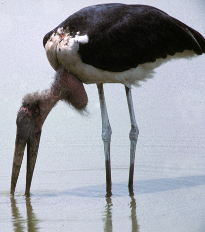 Ciconiiformes