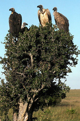 Falconiformes