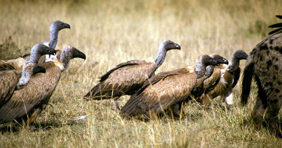 Falconiformes