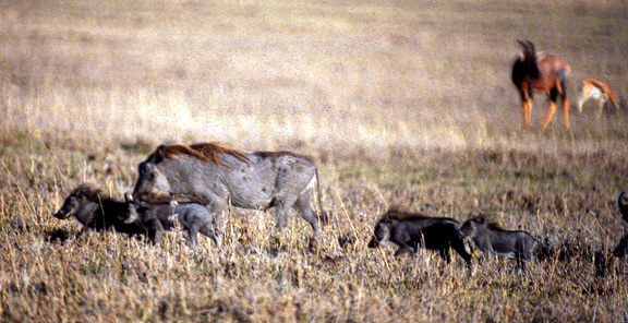 WartHogs1_nodate