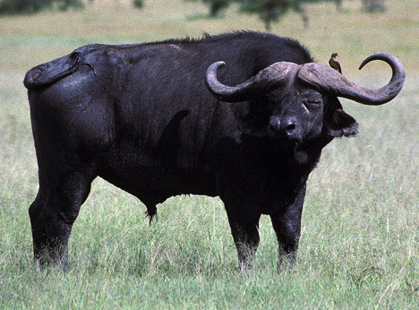 WaterBuffalo1on9_91