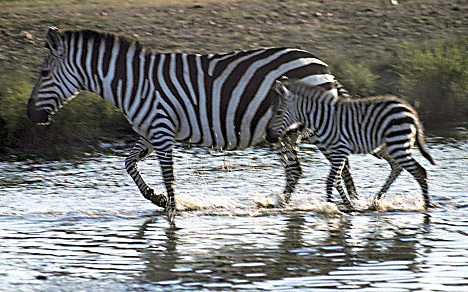 Zebras5on9_93