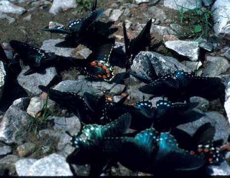 butterflies_puddling