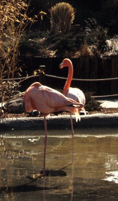 flamingo2