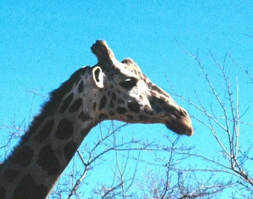 giraffe