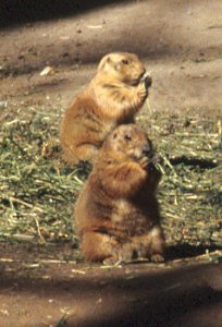 prairie_dogs