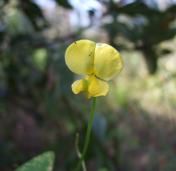 AntswithYellowFlower