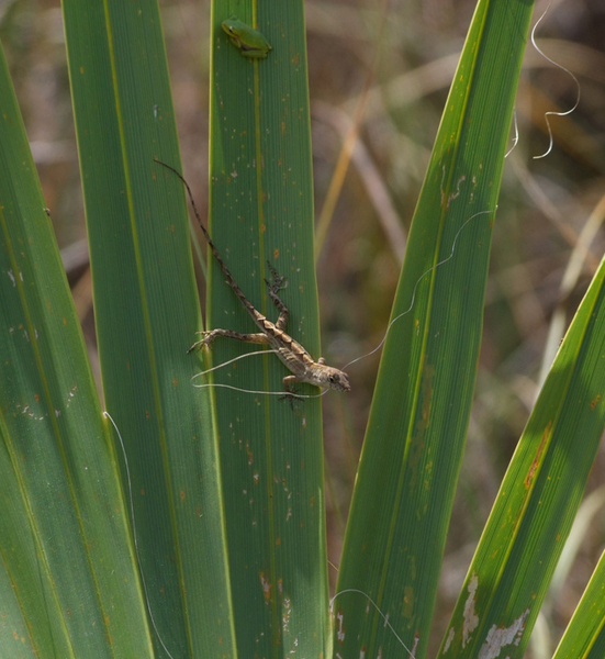 anolis_hyla