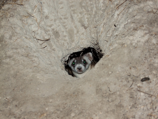 Photo of Mustela nigripes