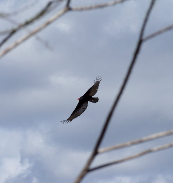 Falconiformes