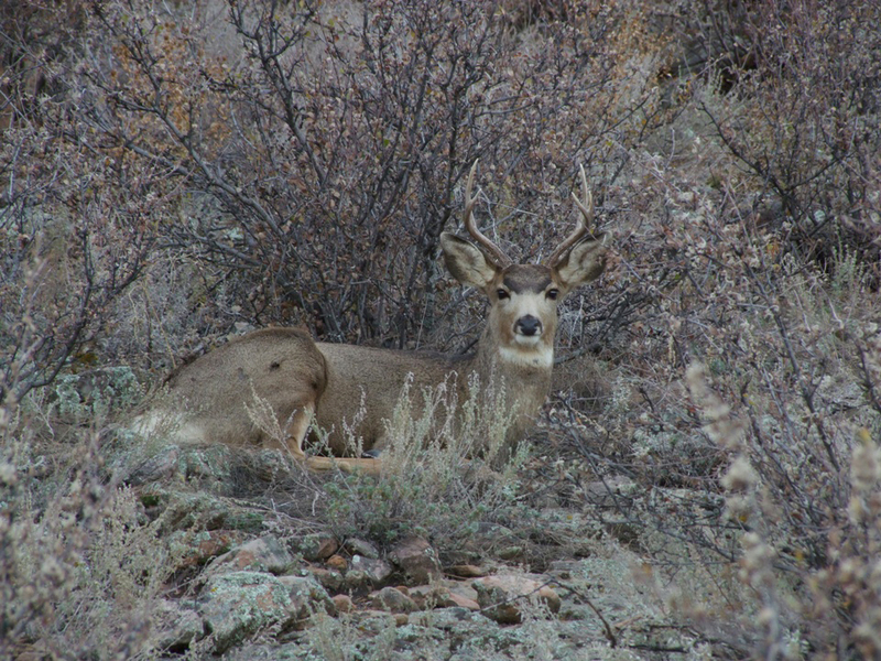 Artiodactyla