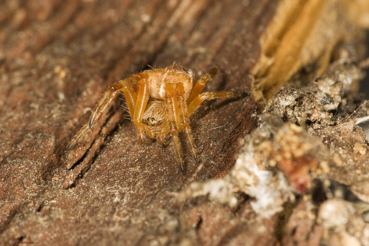 Photo of Araneus diadematus