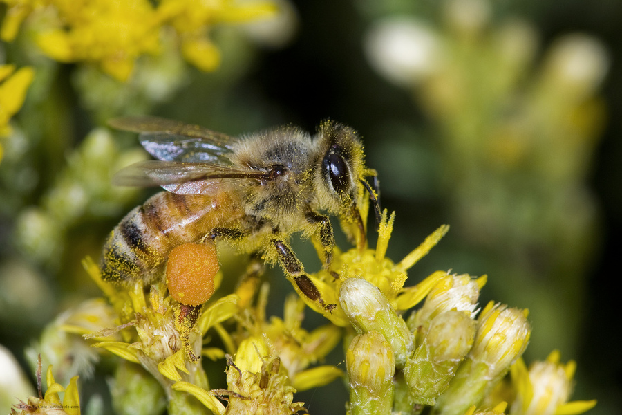 Eumetazoa