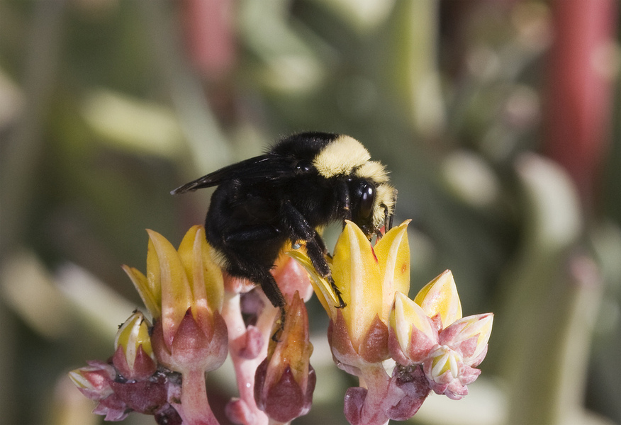 Bombus