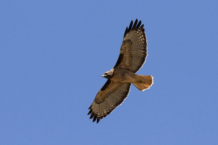 Buteo