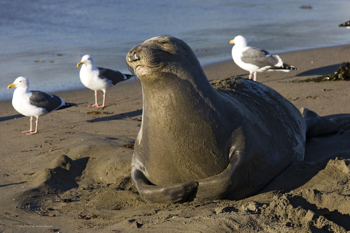 Photo of Mirounga angustirostris