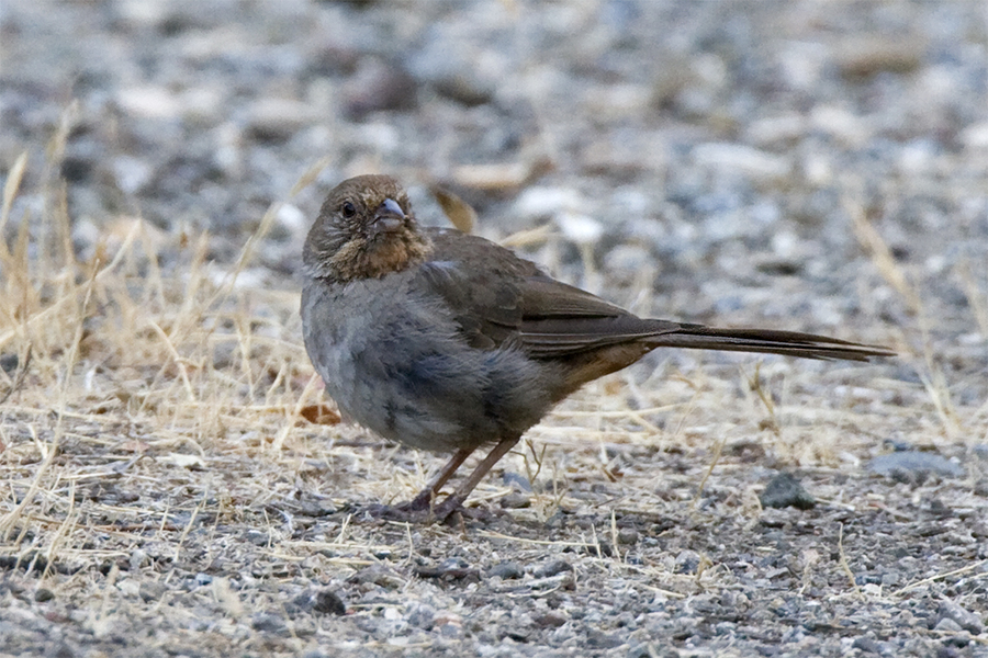 Pipilo crissalis