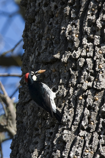 acornwoodpecker_femnut