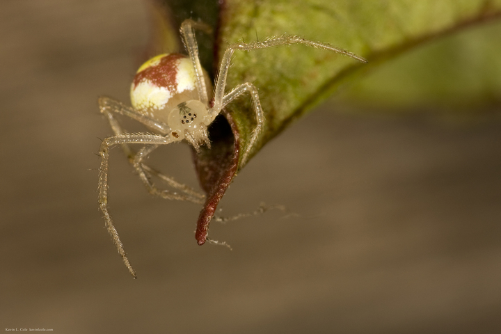 Photo of Araneidae