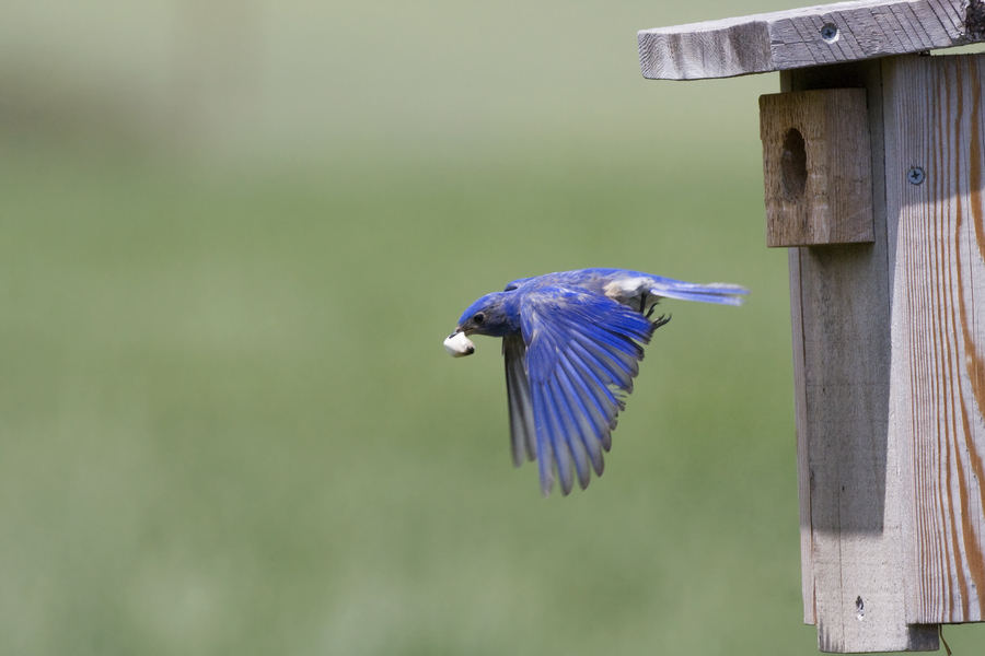 bluebird_male_fecalsac