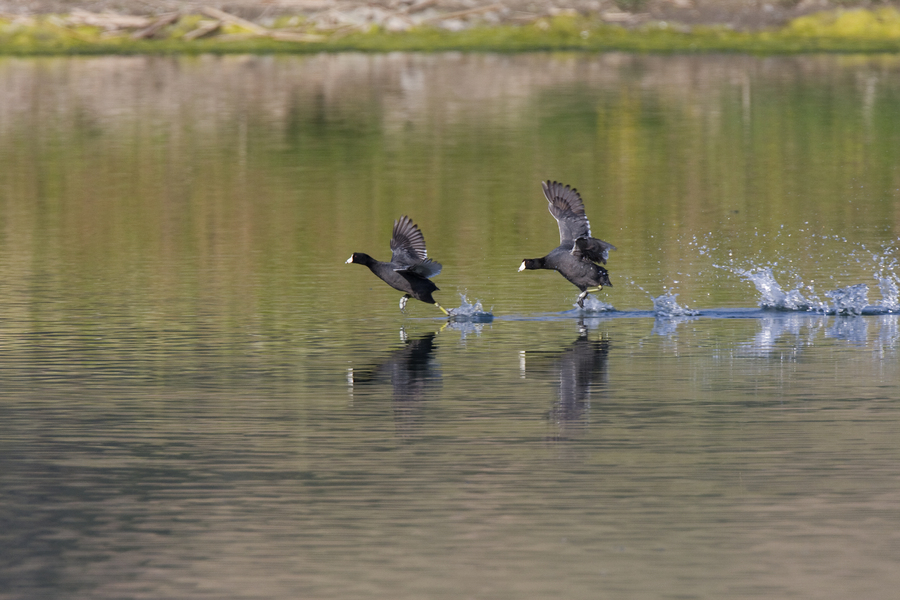 coots