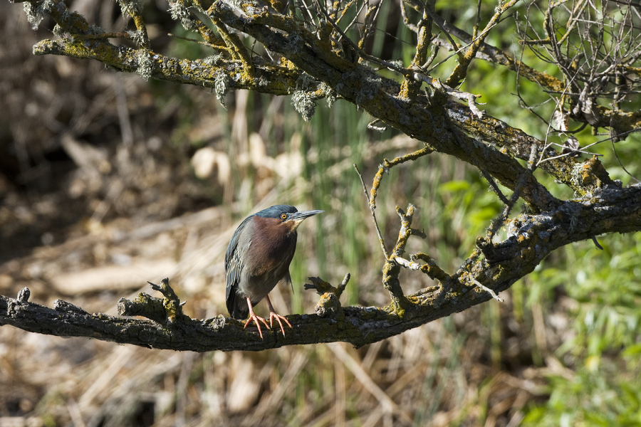 greenheron1