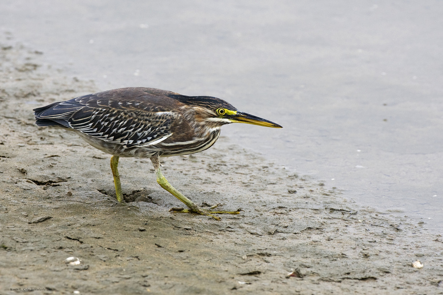 greenheron_juv