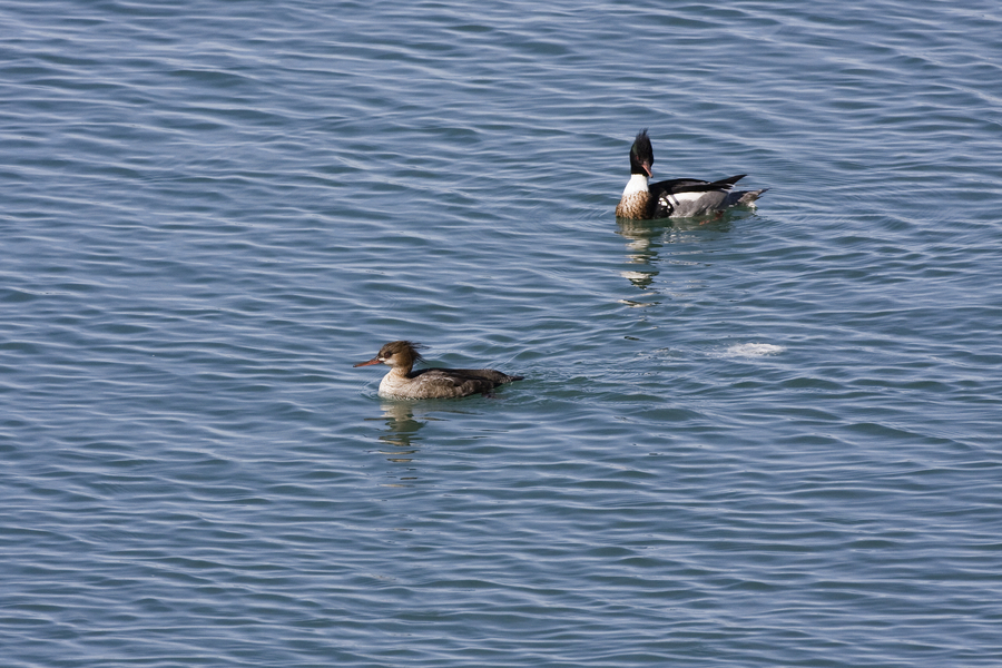 redbreastmerganser_pr