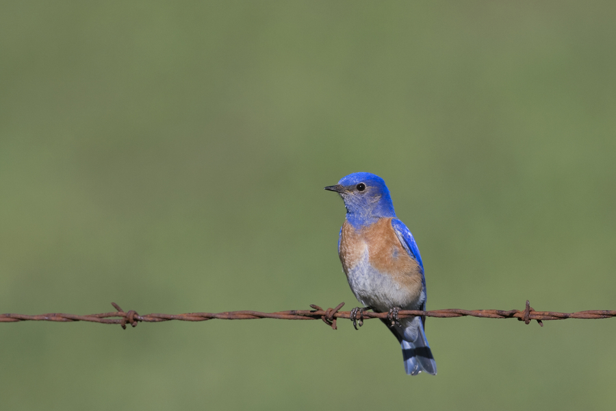 wbluebird_male