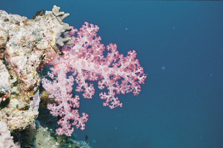 Photo of Dendronephthya