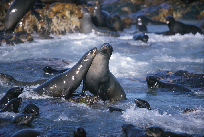 Photo of Arctocephalus pusillus