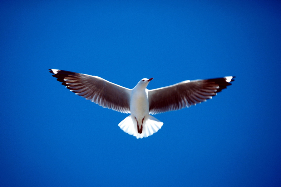 Charadriiformes