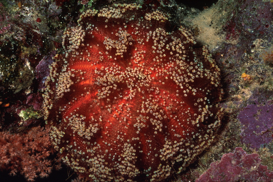 Echinodermata