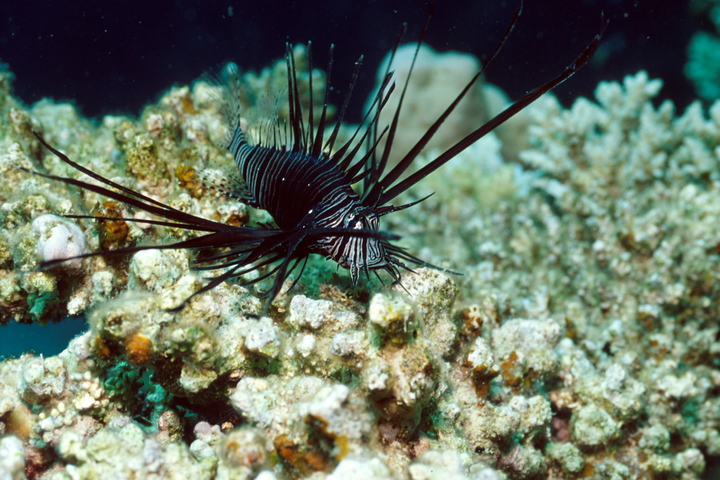 Photo of Pterois miles