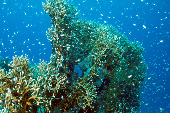 Photo of Millepora alcicornis