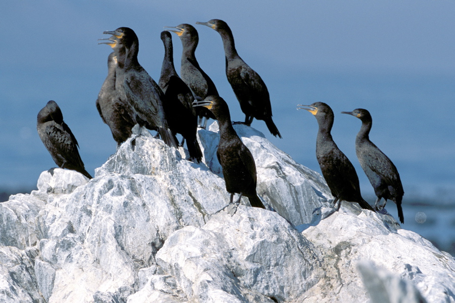 Phalacrocorax