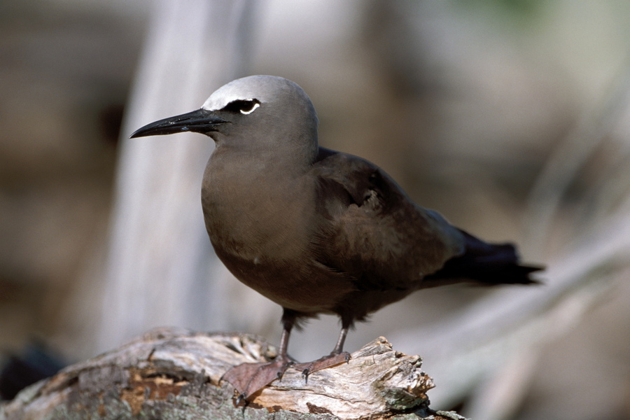 Laridae