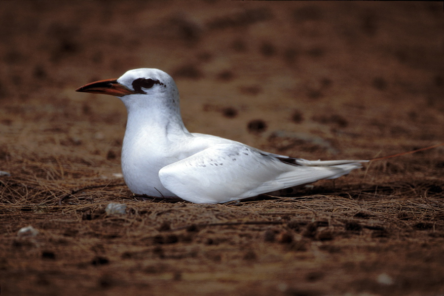 Eumetazoa