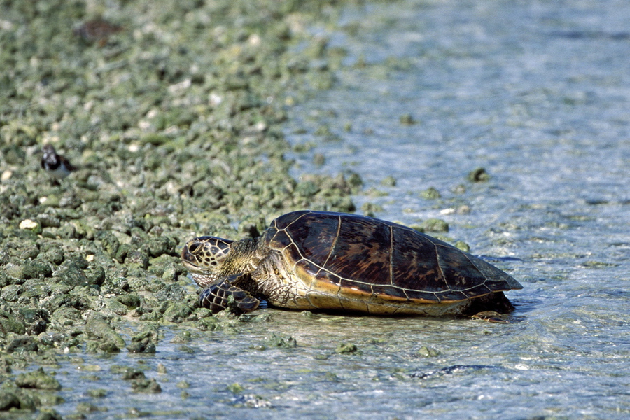 Chelonia mydas