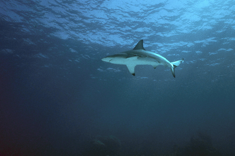 Carcharhinus limbatus