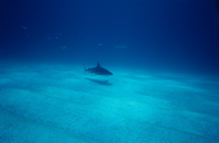 Photo of Carcharhinus perezii