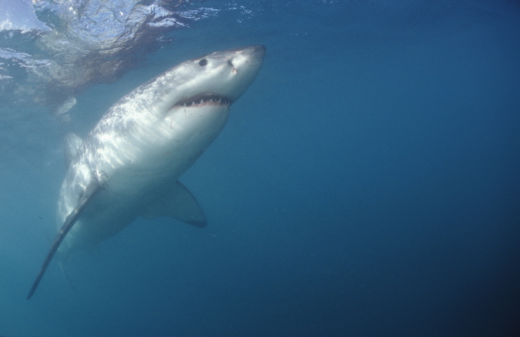 Photo of Carcharodon carcharias