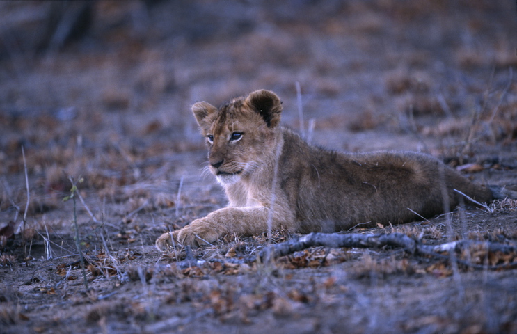 Photo of Panthera leo