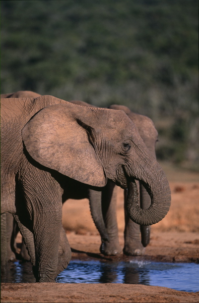 Loxodonta africana