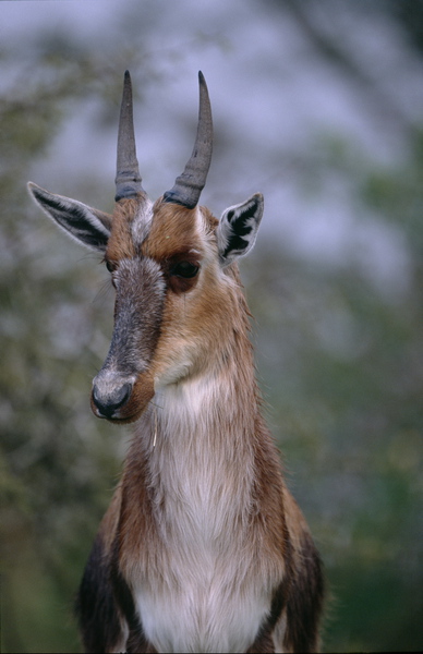 Artiodactyla