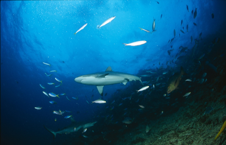 Photo of Carcharhinus amblyrhynchos